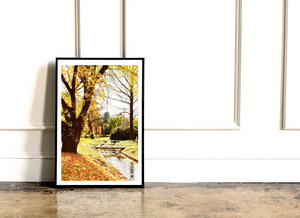 Autumn in Canberra • Telopea Park Print