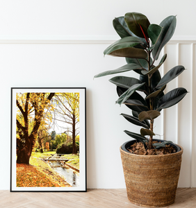 Autumn in Canberra • Telopea Park Print