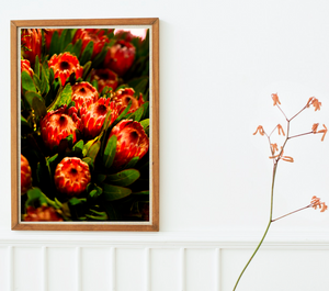 Orange Protea Summer • Botanical Flower Photography Print