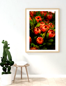 Orange Protea Summer • Botanical Flower Photography Print