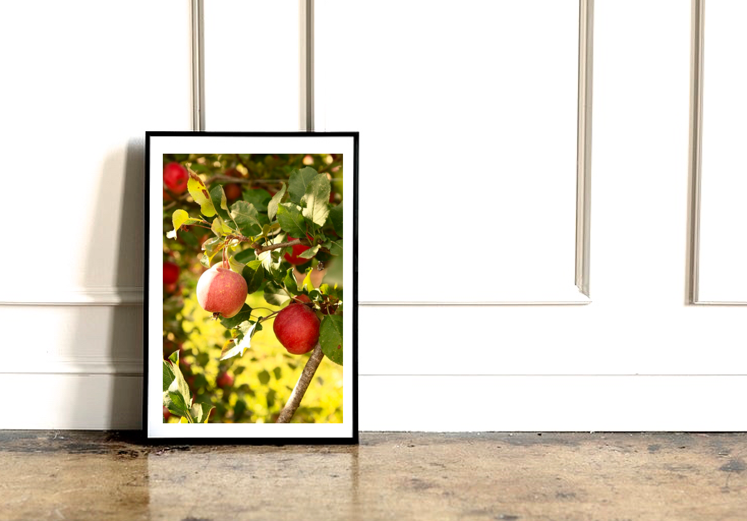 Morning in the Apple Orchard - Photography Print