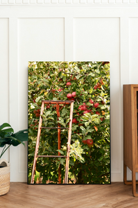 The Apple Orchard - Pialligo, Canberra - Fine Photography Print