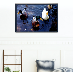 Lake Daylesford Wood Ducks • Fine Art Print