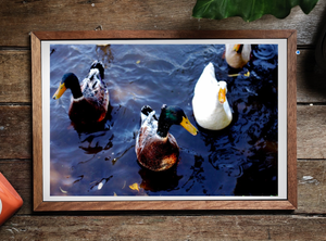 Lake Daylesford Wood Ducks • Fine Art Print