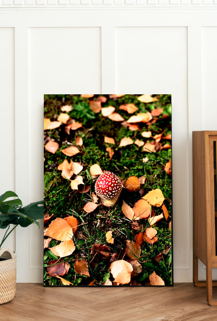 Toadstool Magic • Fine Photography Print