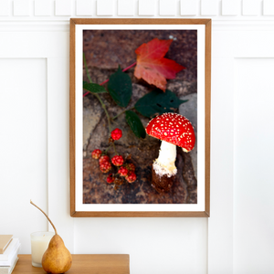 Red Toadstool Mushroom Forage • Fine Photography Print