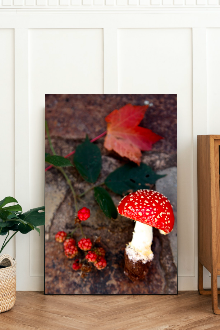 Red Toadstool Mushroom Forage • Fine Photography Print