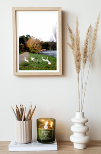 Lake Daylesford Geese • Fine Art Print