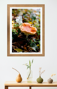 Lakeside Toadstool Mushroom • Lake Daylesford Photography Print