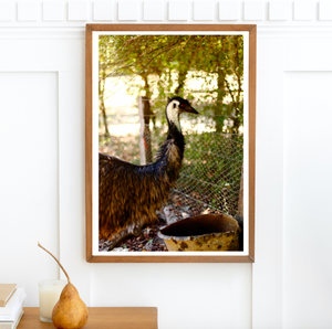 Hello Emu • Australian Wildlife Fine Print