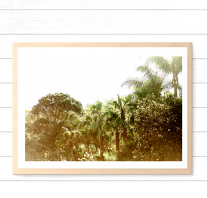 Palm Tree Summer Haze • Palm Beach, Sydney's Northern Beaches • Tropical Photography Print