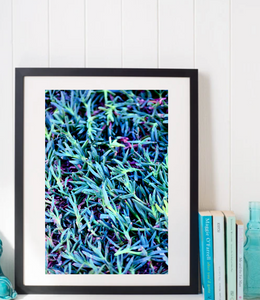 Blue Chalk Succulent Cactus • Photography Print