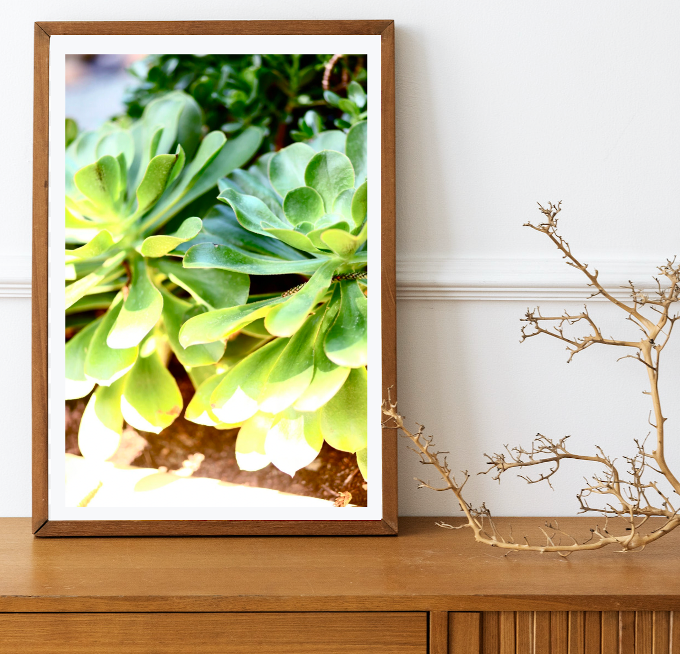 Summer Succulents • Photography Print
