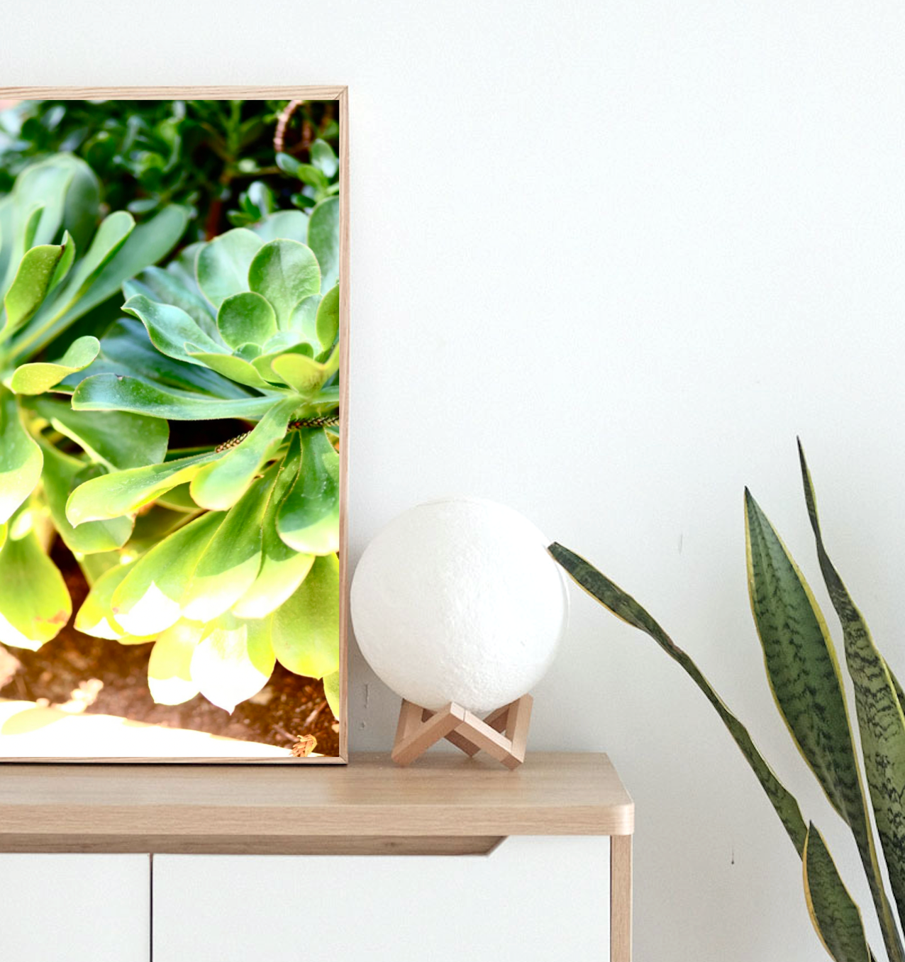 Summer Succulents • Photography Print