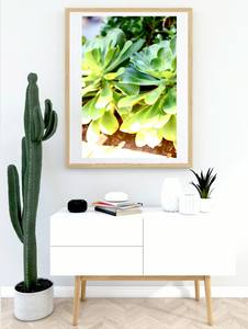 Summer Succulents • Photography Print