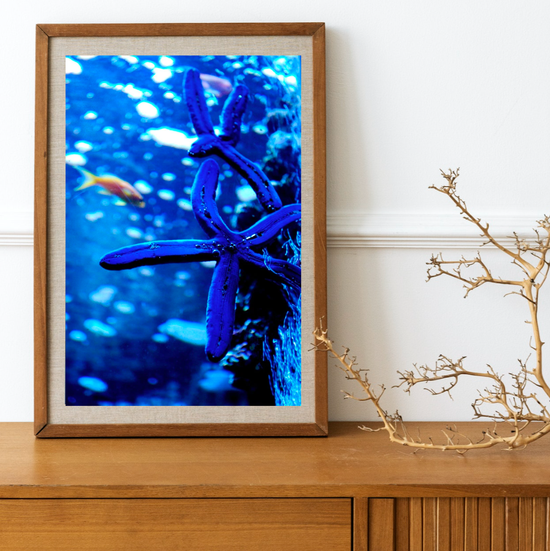 Electric Blue Starfish • Fine Photography Print