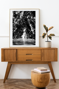 Hyde Park Sydney Stroll • Black & White Print