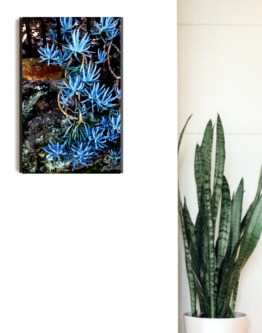 Succulents in Blue • Botanical Artwork Photography Print