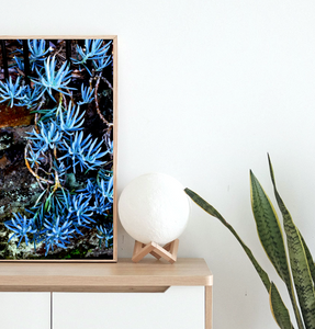 Succulents in Blue • Botanical Artwork Photography Print