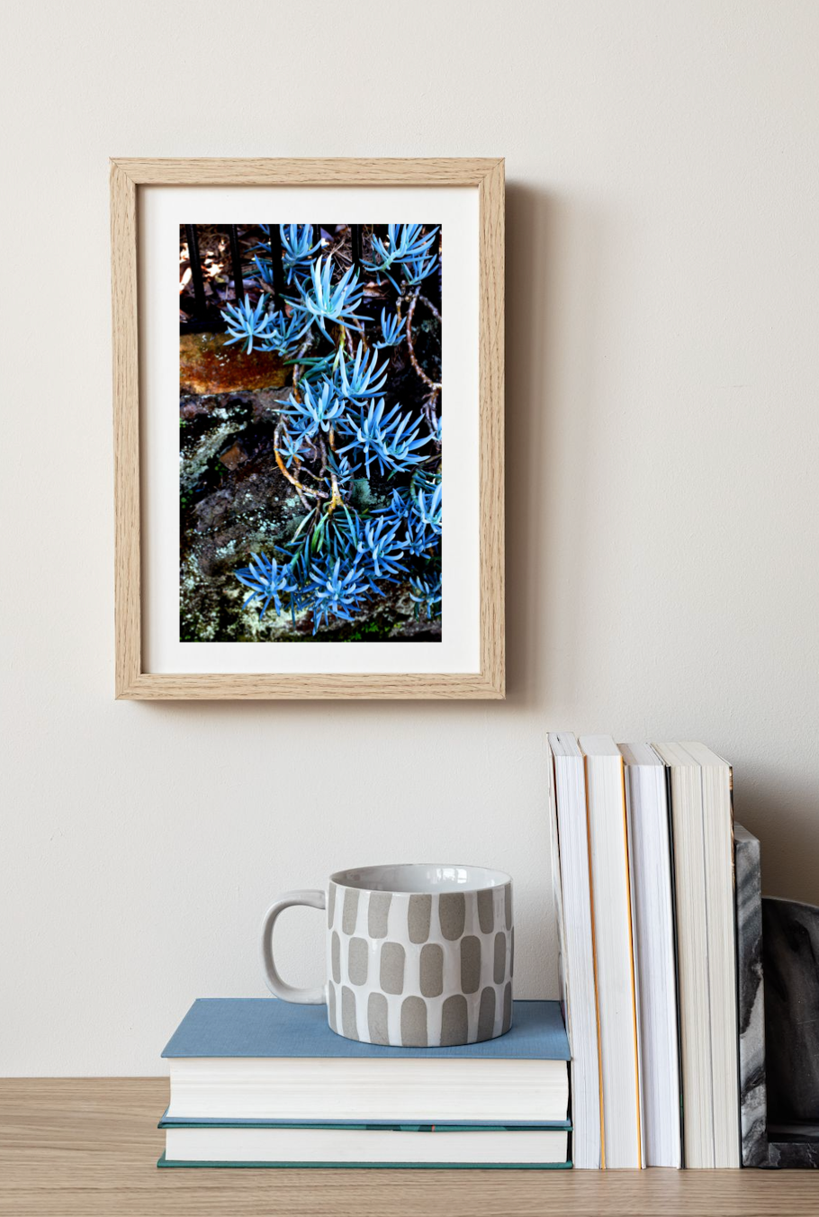 Succulents in Blue • Botanical Artwork Photography Print