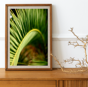 Palm Tree Sway • FinenPhotography Print • Kirribilli Sydney Australia • Tropical Coastal Wall Art