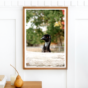 Emu Wander • Australian Wildlife Photography Print