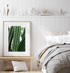 San Pedro Cactus • Fine Photography Print