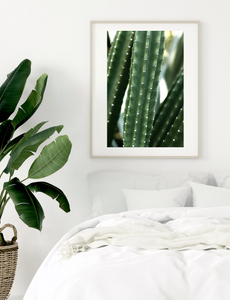 San Pedro Cactus • Fine Photography Print