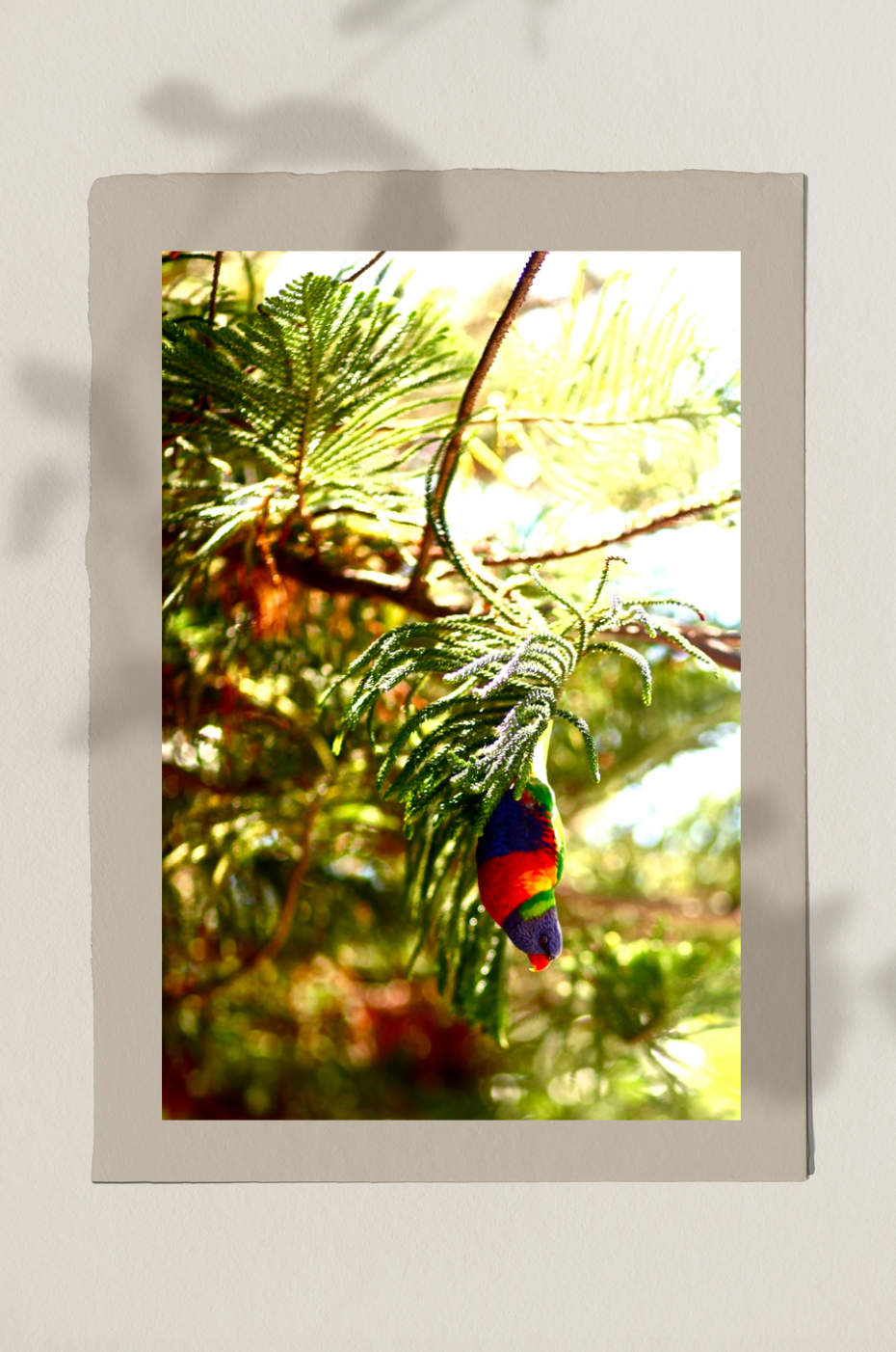 The Curious Rainbow Lorikeet • Photography Print