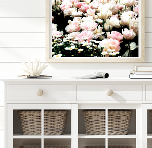 Floriade Blush Pink Tulips • Spring in Canberra Photography Print