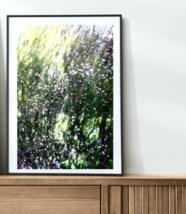 In The Wildflowers • Canberra Purple Diosma Flowers Fine Photography Print