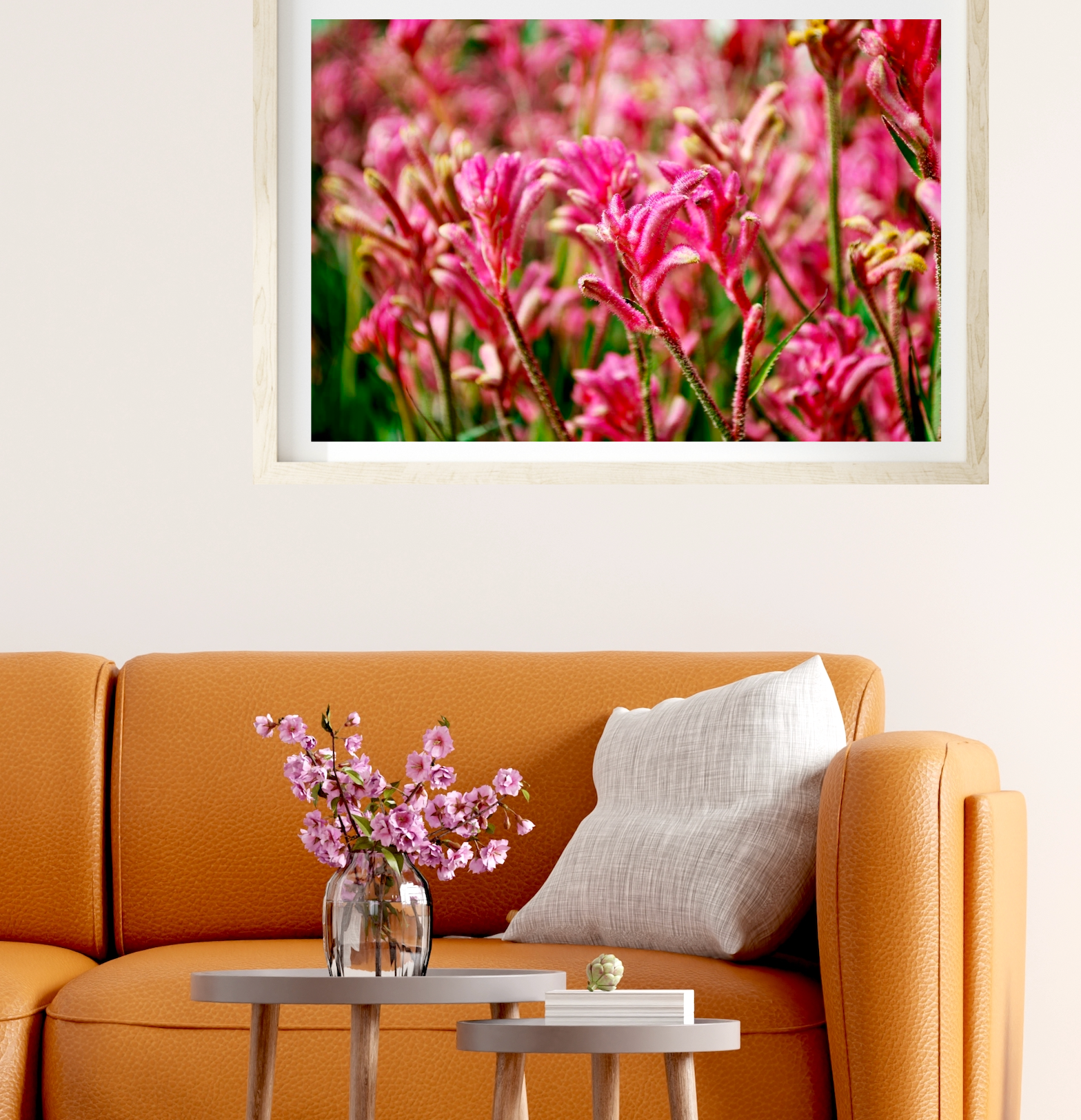 Bush Pearl • Pink Kangaroo Paw Fine Photography Print • Native Botanical Australian Flower