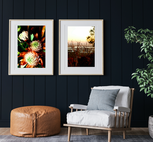 Sunset Over Canberra • Set of Two Australian Native Bush Flower Photography Prints