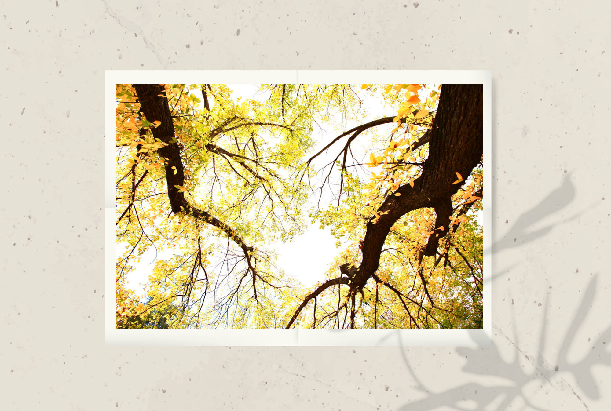 Golden Hour Oaks Canberra • Telopea Park Photography Print