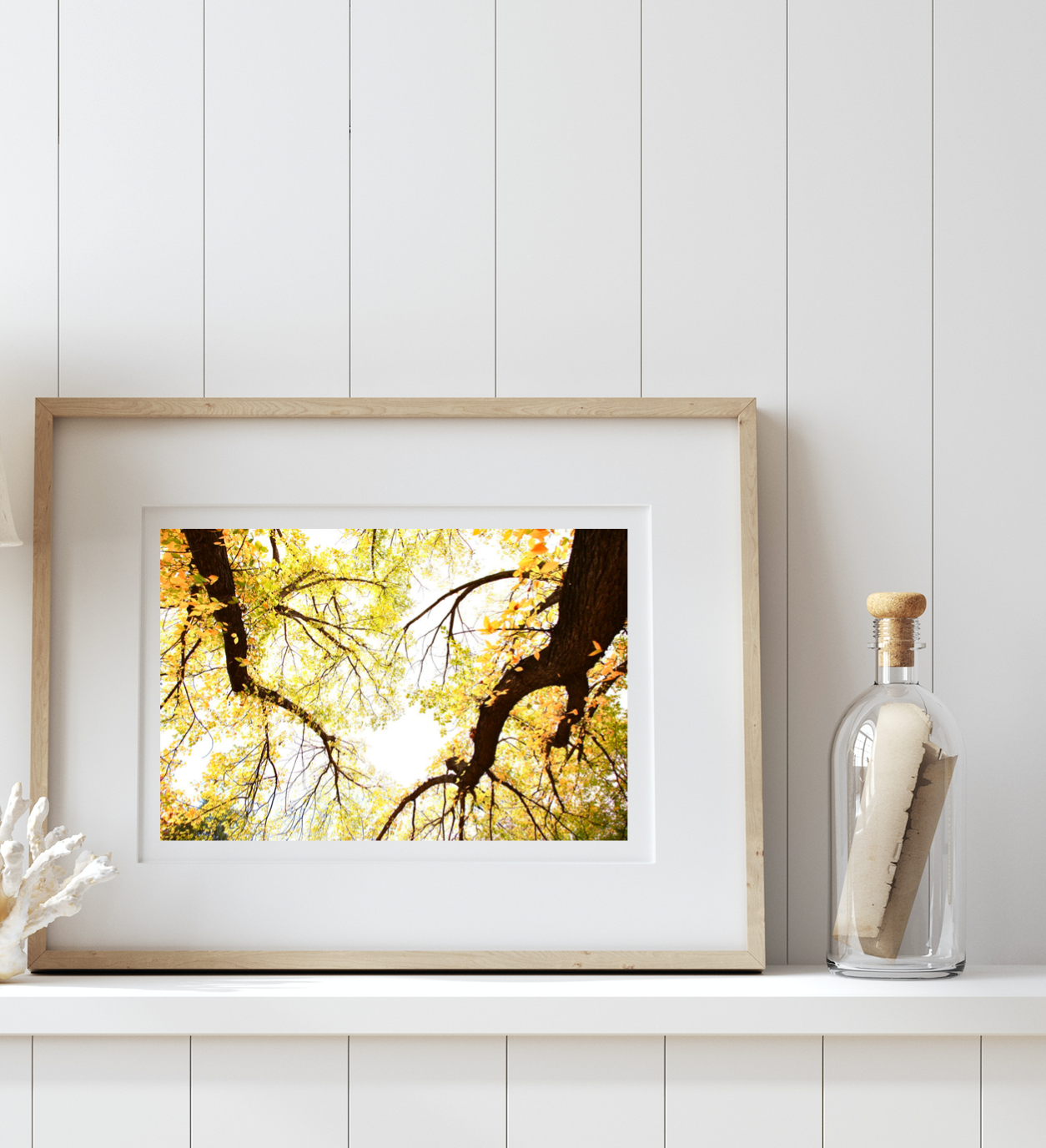 Golden Hour Oaks Canberra • Telopea Park Photography Print