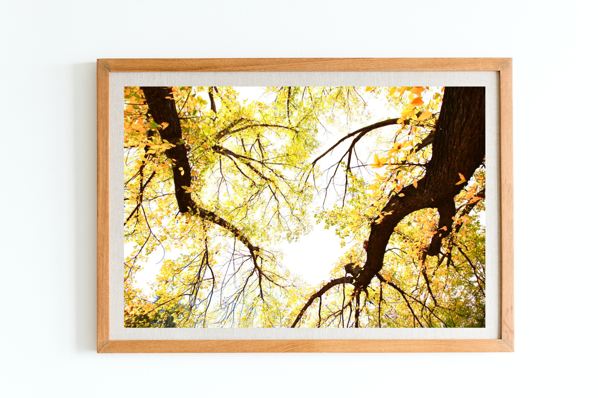 Golden Hour Oaks Canberra • Telopea Park Photography Print