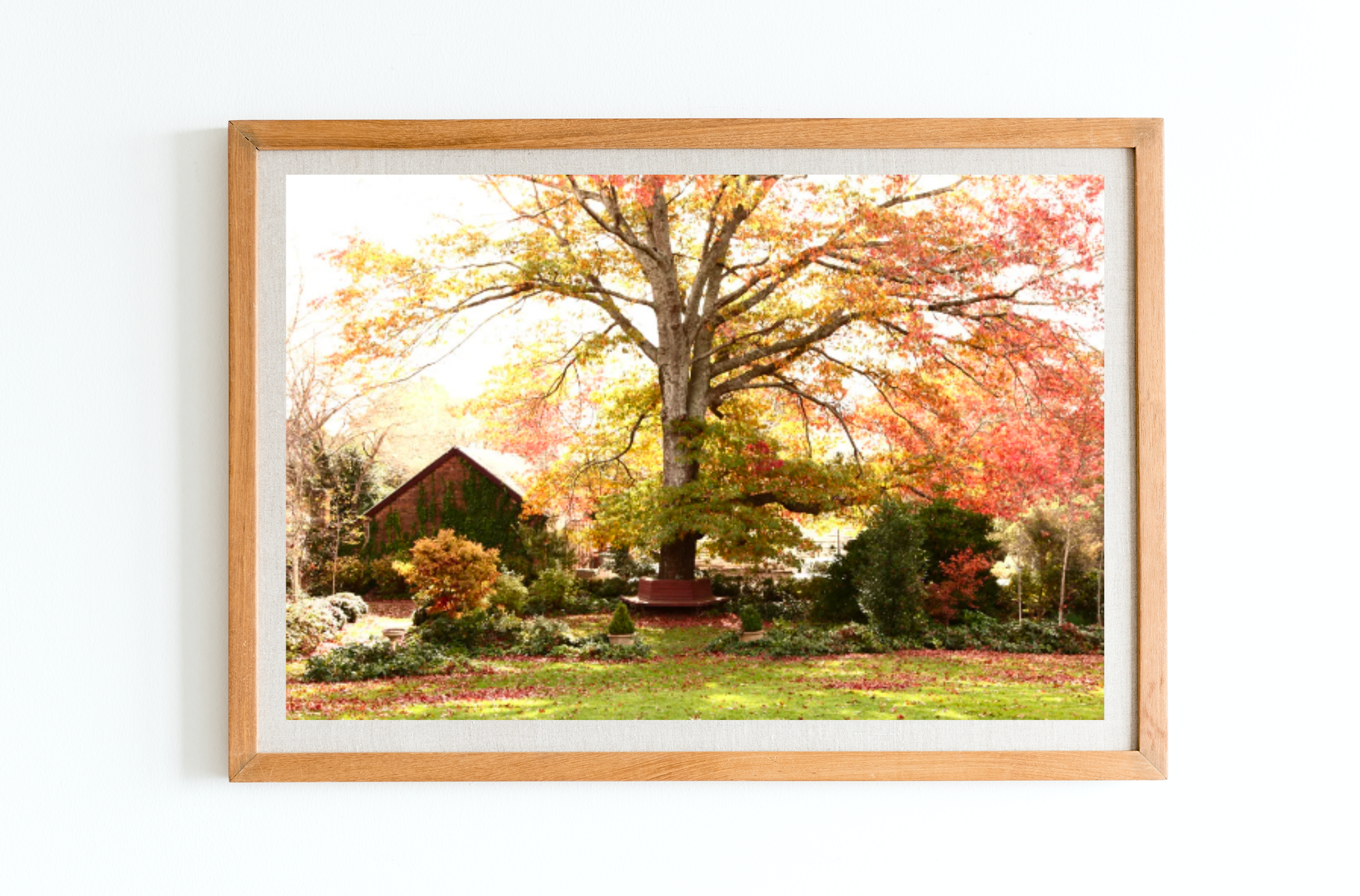 Sutton Forest's Autumn Glow - Southern Highlands Oak Tree Print