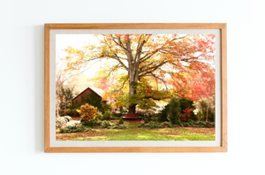 Sutton Forest's Autumn Glow - Southern Highlands Oak Tree Print