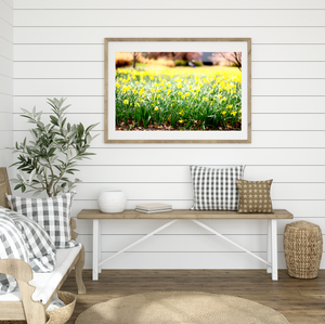 Daffodil Field - Bowral, Southern Highlands Fine Print