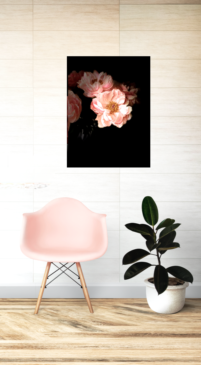 Blush • Nº 2 Florescence Collection • Peony Flower Fine Art Photography