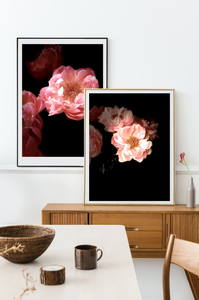 Blush • Nº 2 Florescence Collection • Peony Flower Fine Art Photography