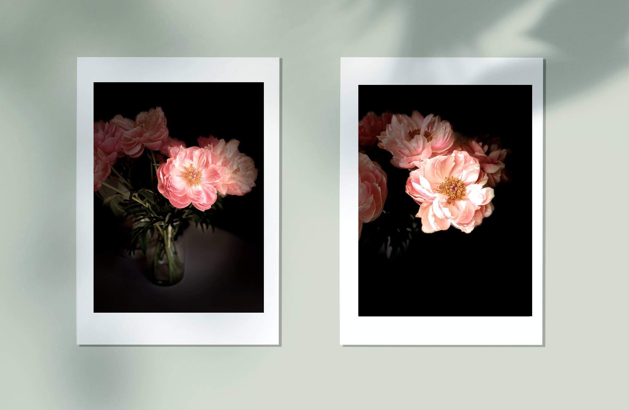 Blush • Nº 2 Florescence Collection • Peony Flower Fine Art Photography