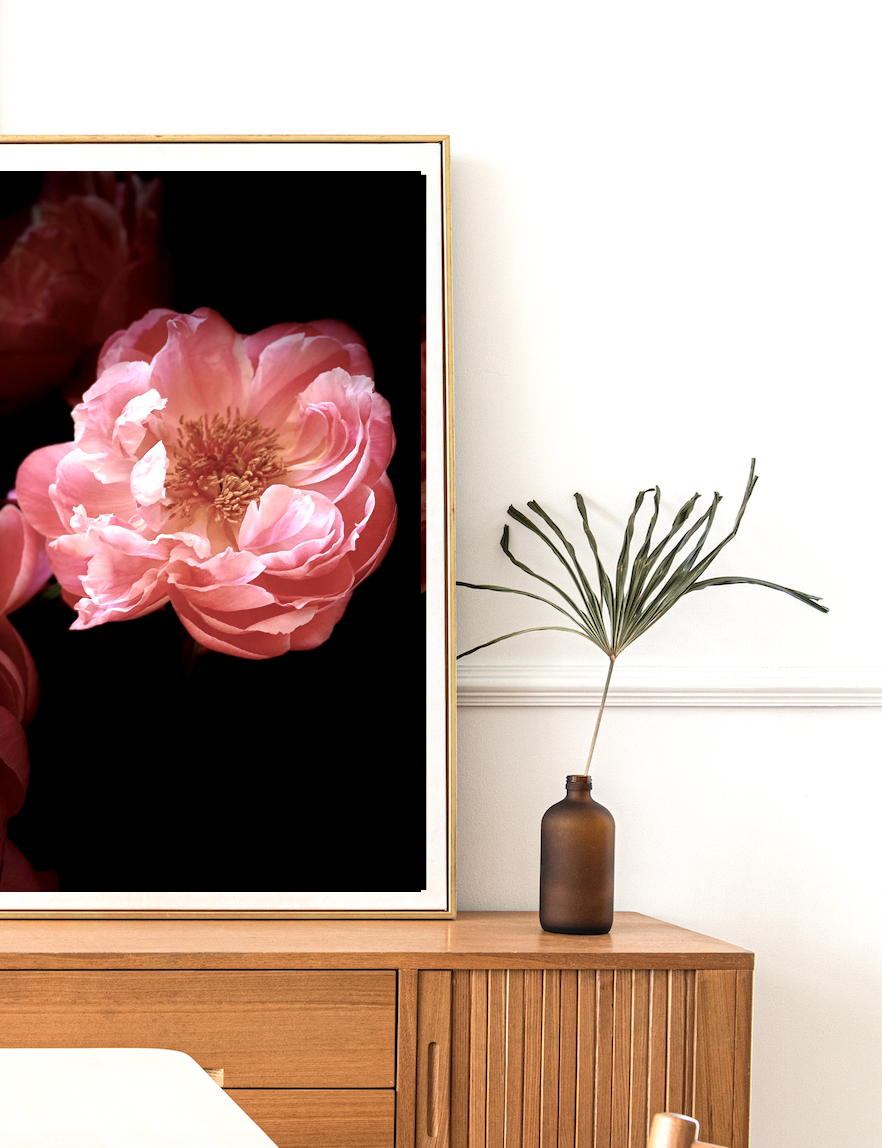 Fleur • Nº 3 Florescence Collection • Peony Flower Fine Art Photography