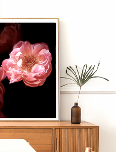 Fleur • Nº 3 Florescence Collection • Peony Flower Fine Art Photography