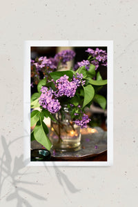 Lilacs in Bloom - Bowral, Southern Highlands Fine Print