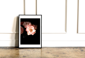 Blush • Nº 2 Florescence Collection • Peony Flower Fine Art Photography