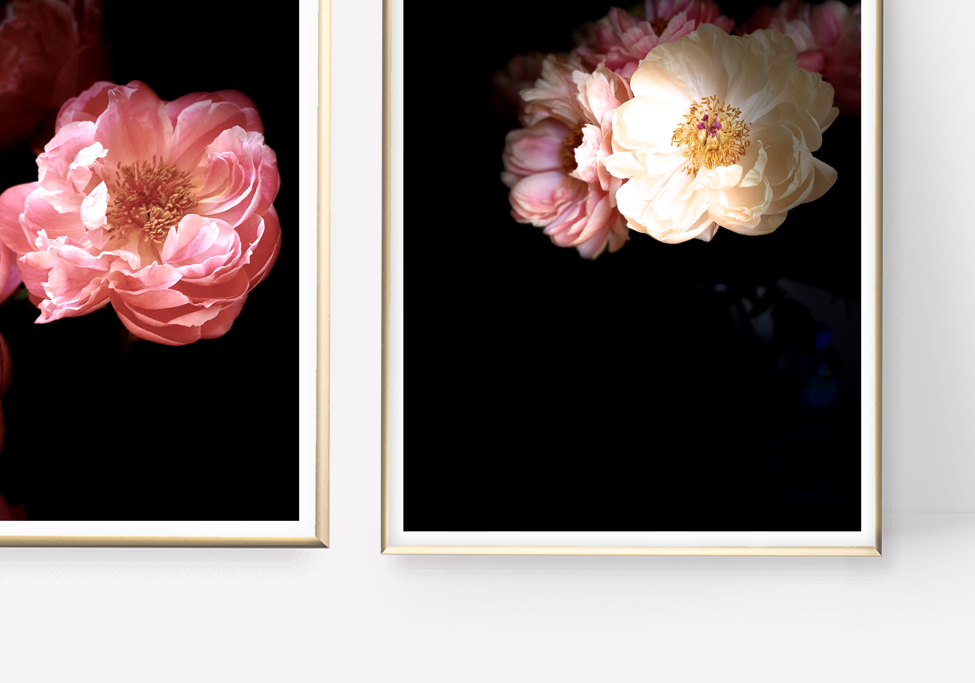 Fleur • Nº 3 Florescence Collection • Peony Flower Fine Art Photography