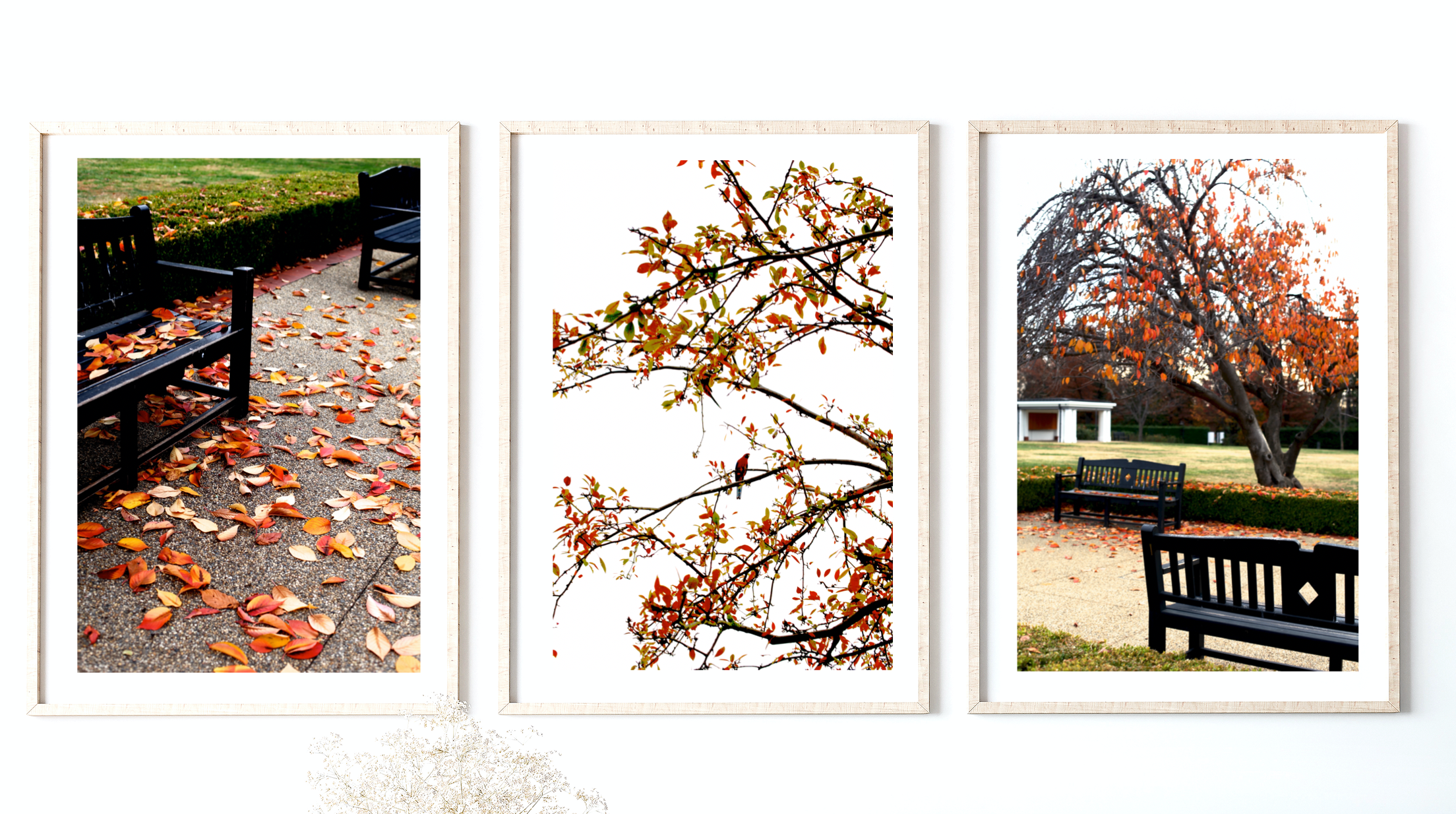 Canberra in Autumn • Old Parliament House Gardens • Set of Three Photography Prints