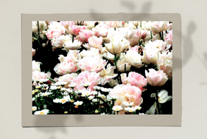 Floriade Blush Pink Tulips • Spring in Canberra Photography Print