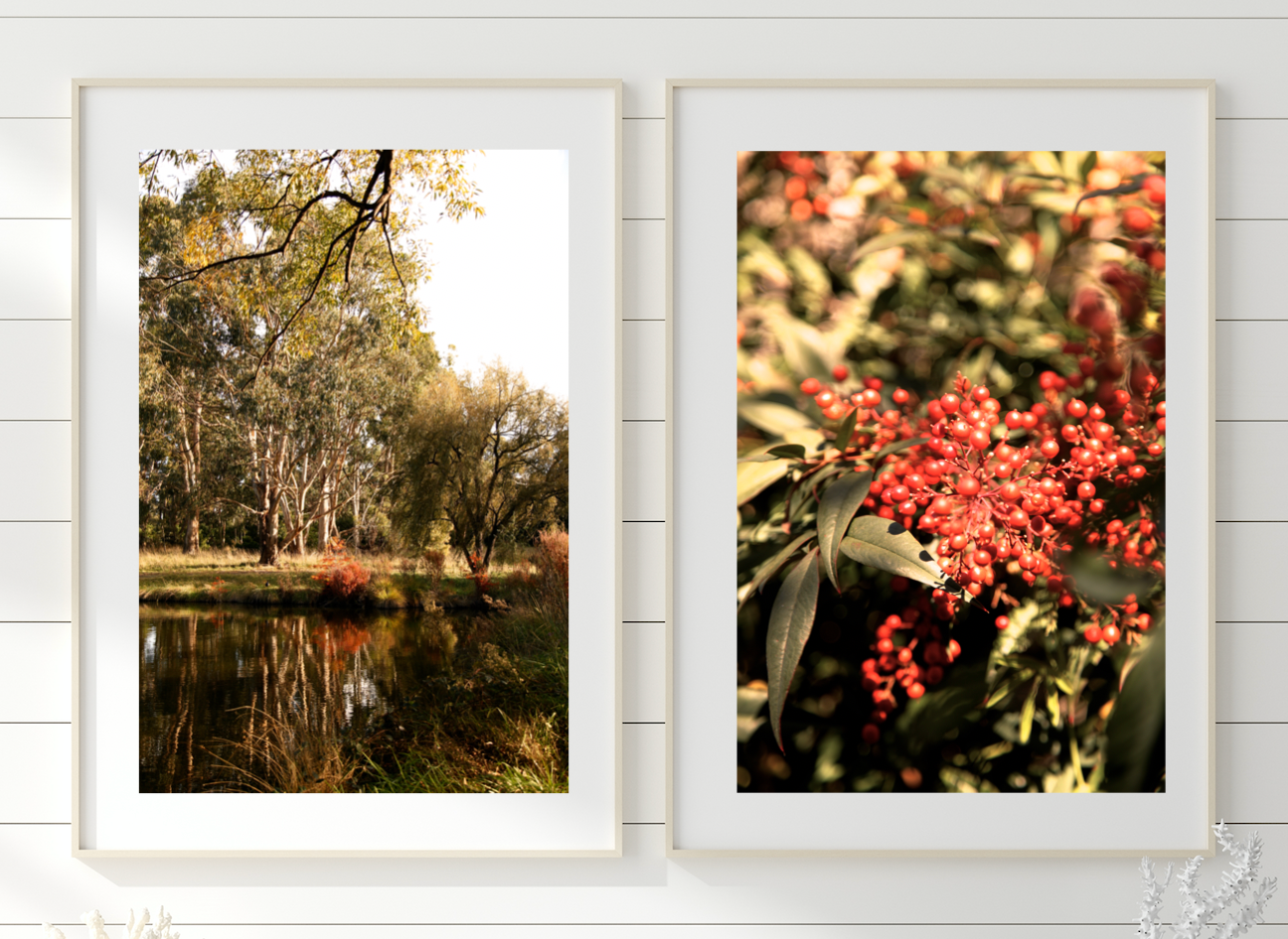 Golden Lake Burley Griffin • Set of Two Canberra Australia Native Bush Flower Photography Prints